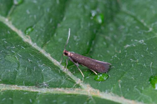 Coptotriche angusticollella